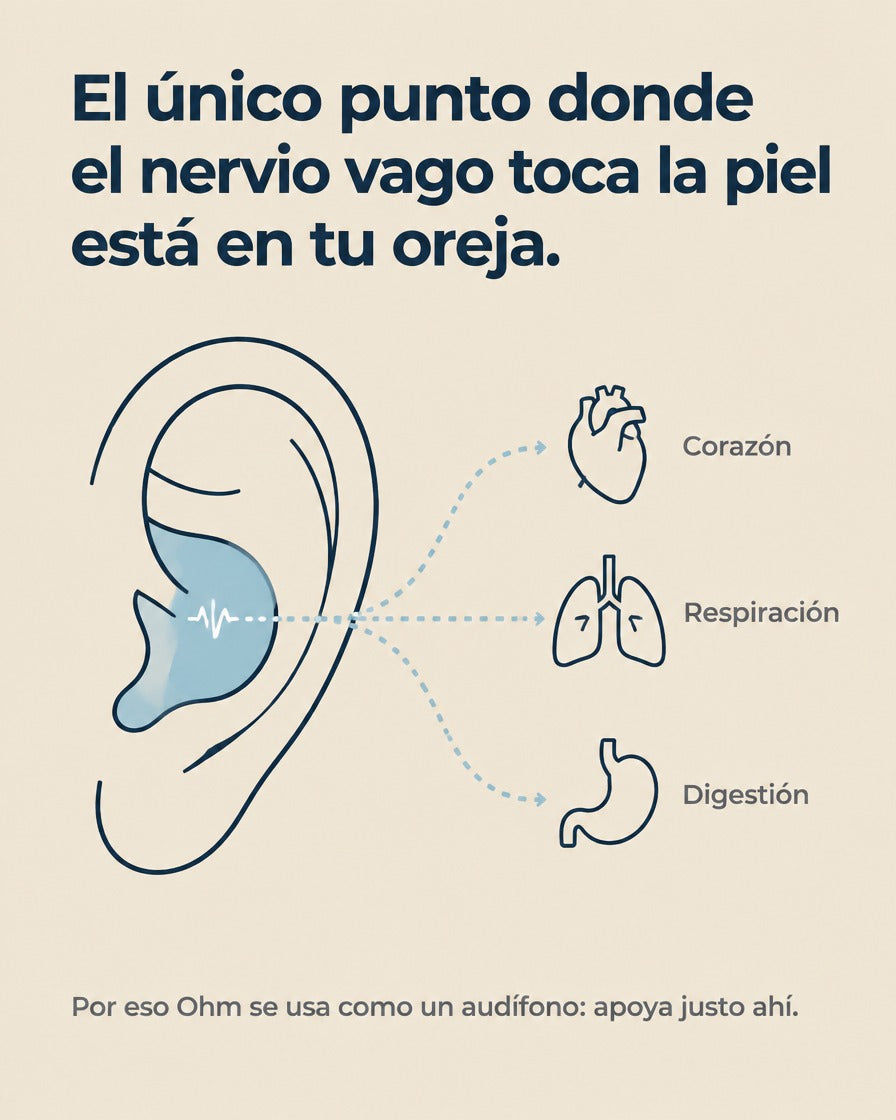 El nervio vago llega a la piel en la concha de la oreja